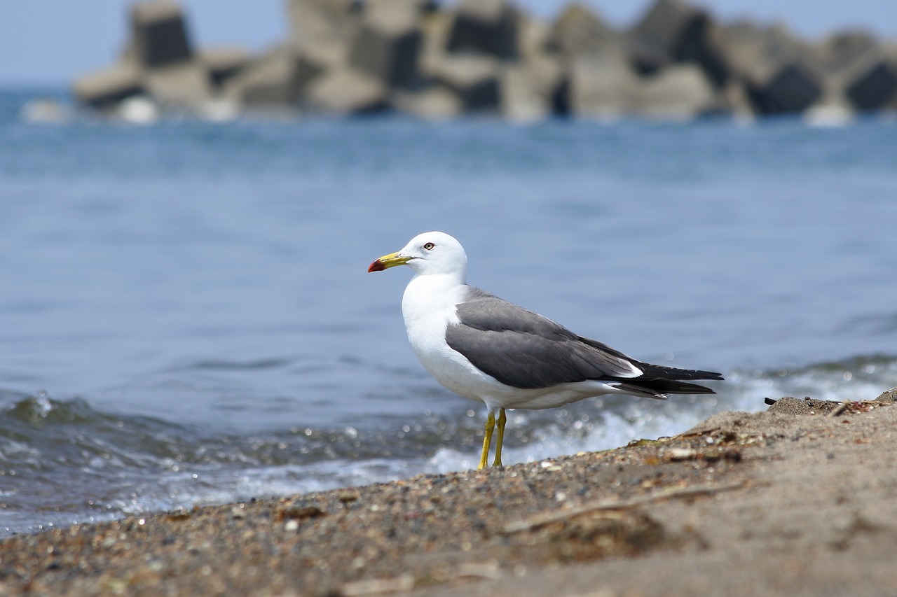 animal sea beach free photo