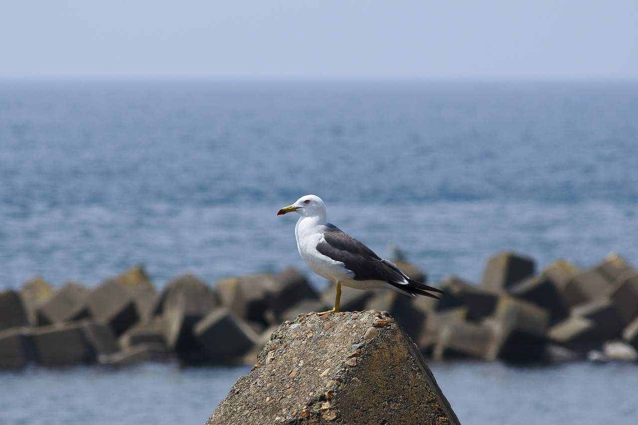 animal sea beach free photo