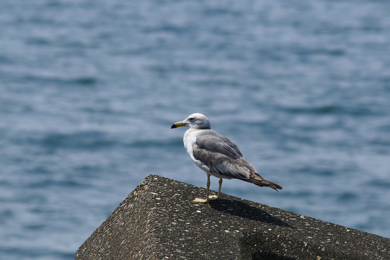 animal sea beach free photo