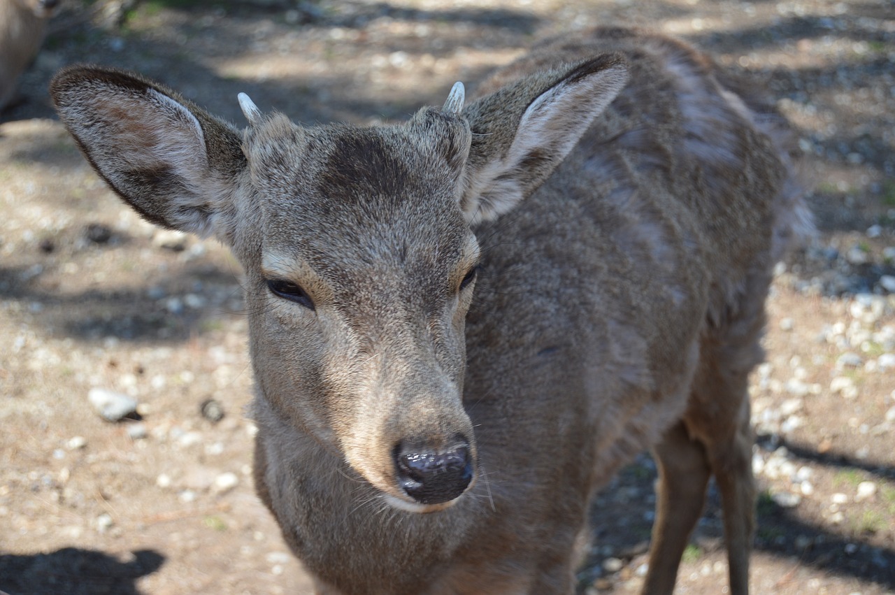 animal forest park free photo