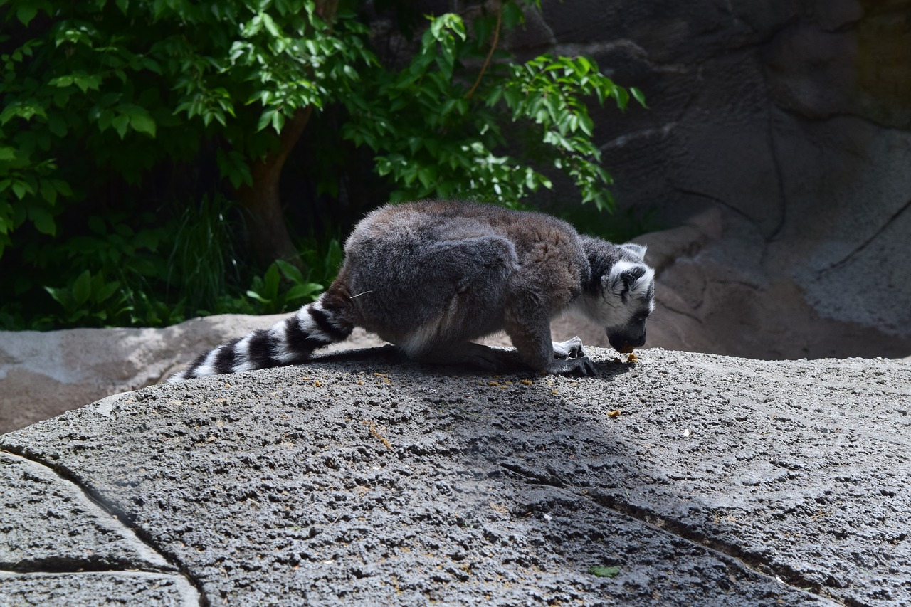 animal lemur wild free photo