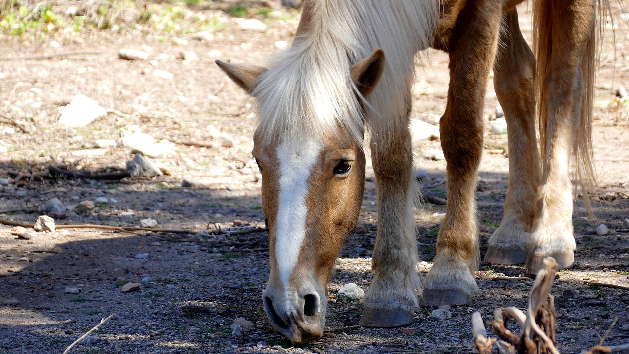 animal horse head free photo