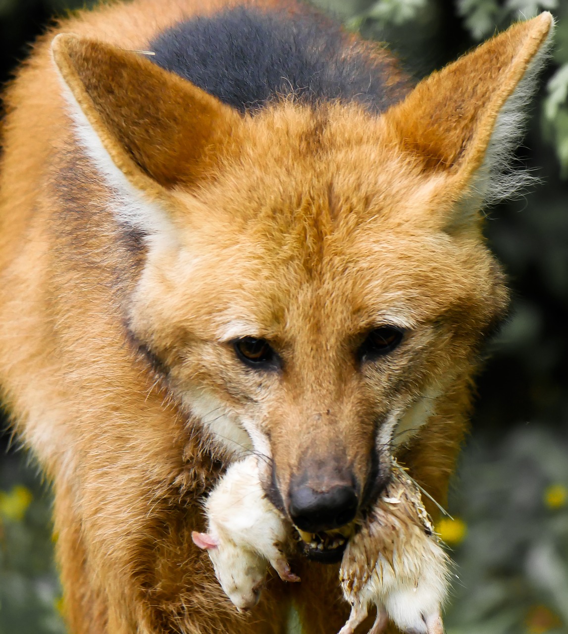 animal wolf maned wolf free photo