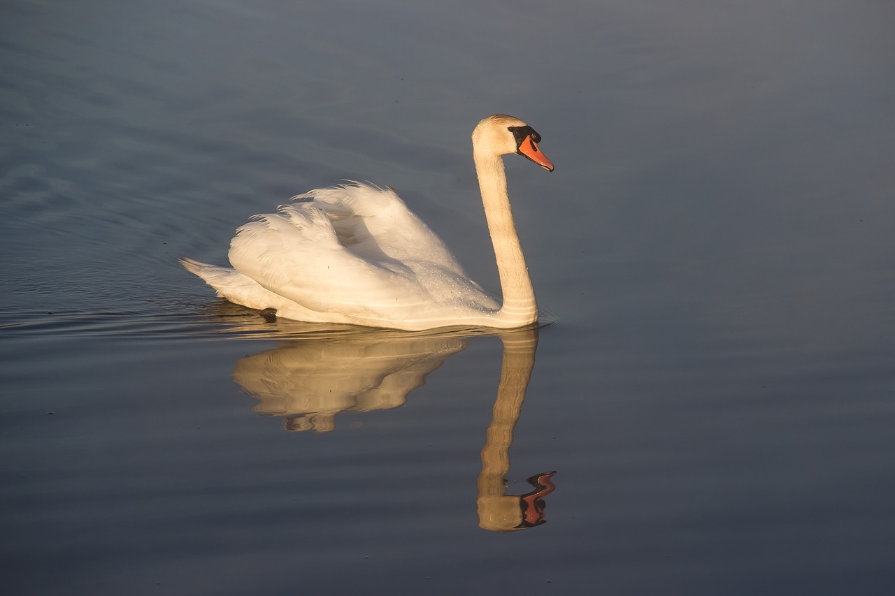 animal mute swan swan free photo