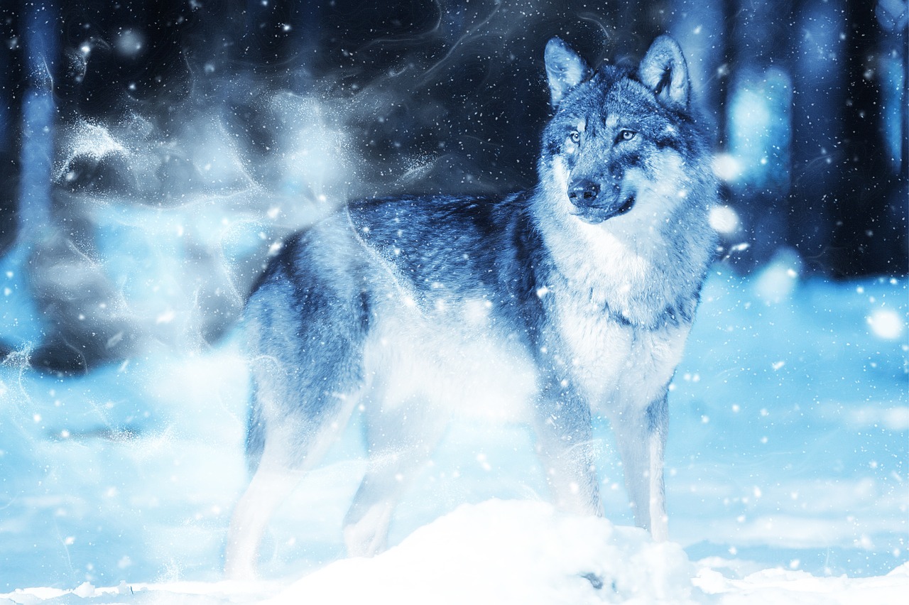 animal wolf snow free photo