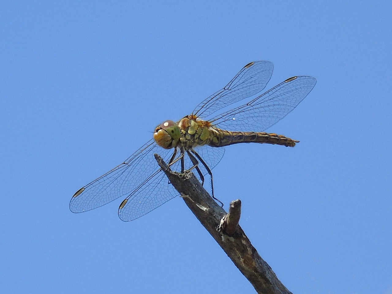 animal insect dragonfly free photo