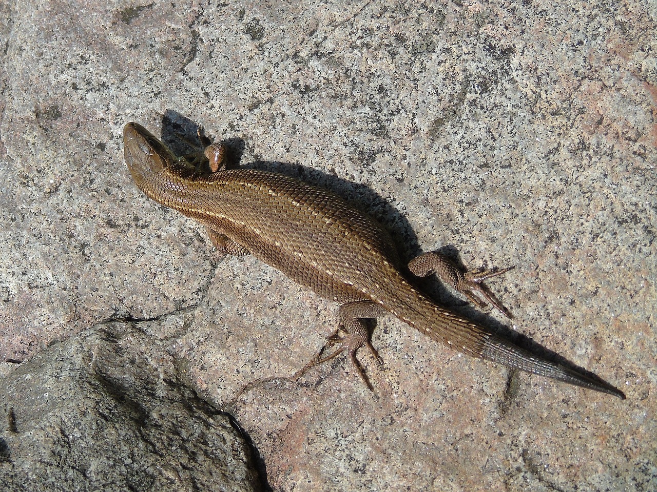 animal nature lizard free photo