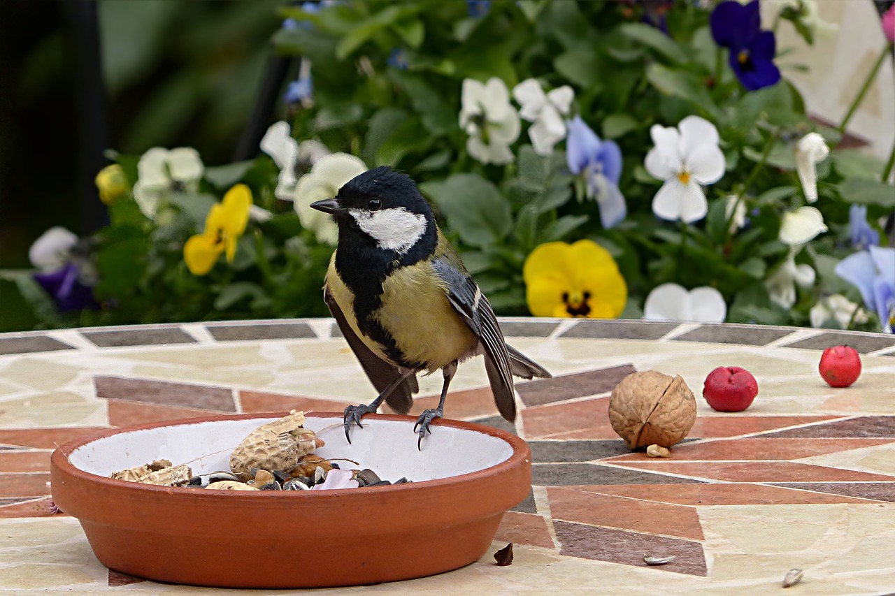 animal bird tit free photo