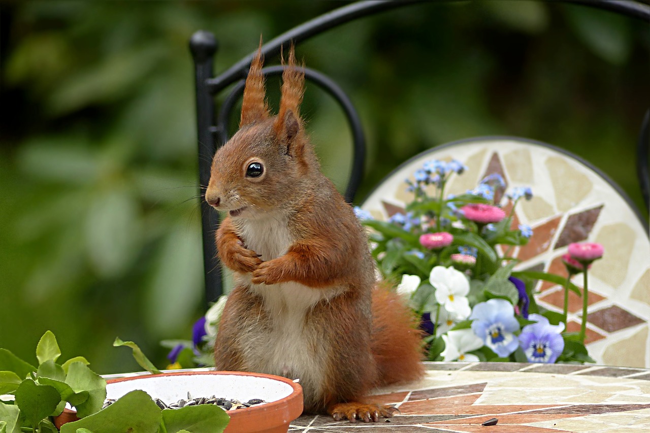 animal rodent squirrel free photo