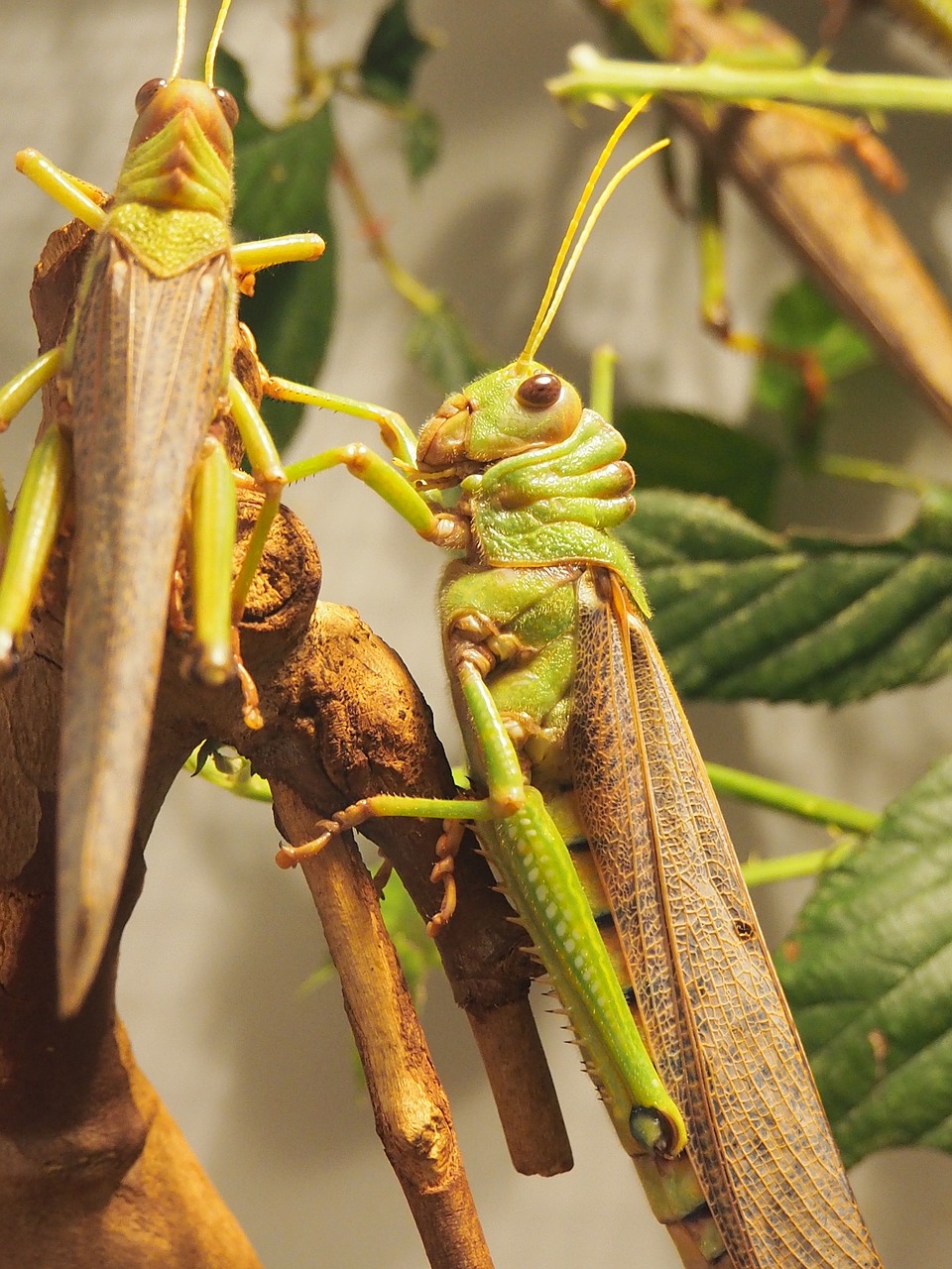 animal grasshopper insect free photo