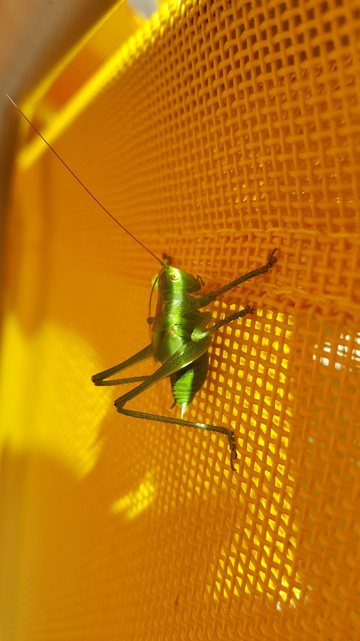 animal green grasshopper free photo