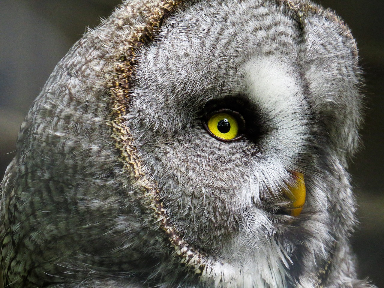 animal owl bird free photo