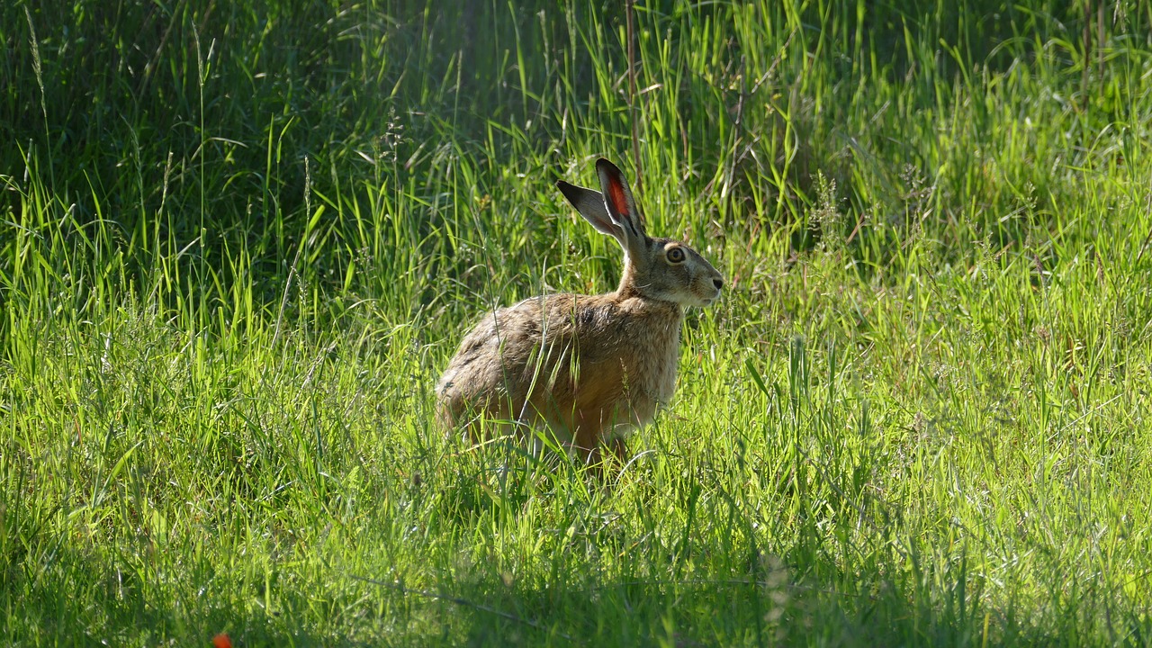animal hare wild free photo