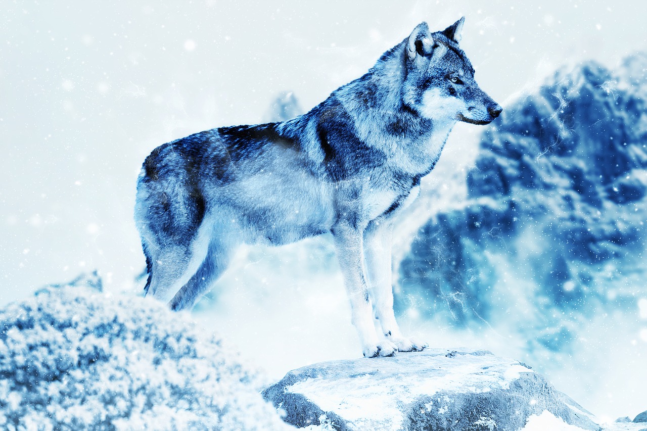 animal wolf snow free photo