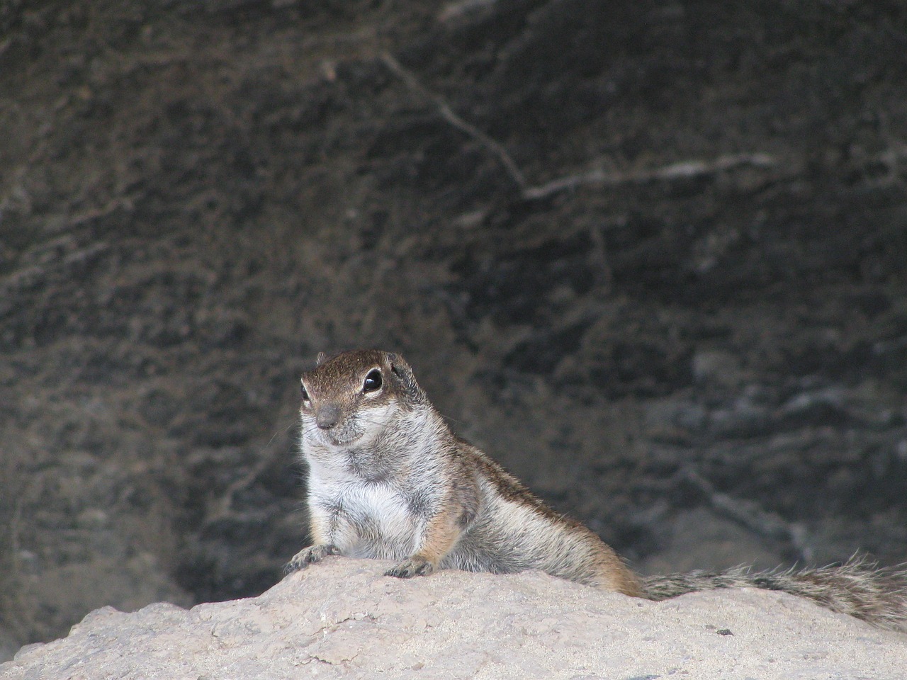 animal nature rock free photo