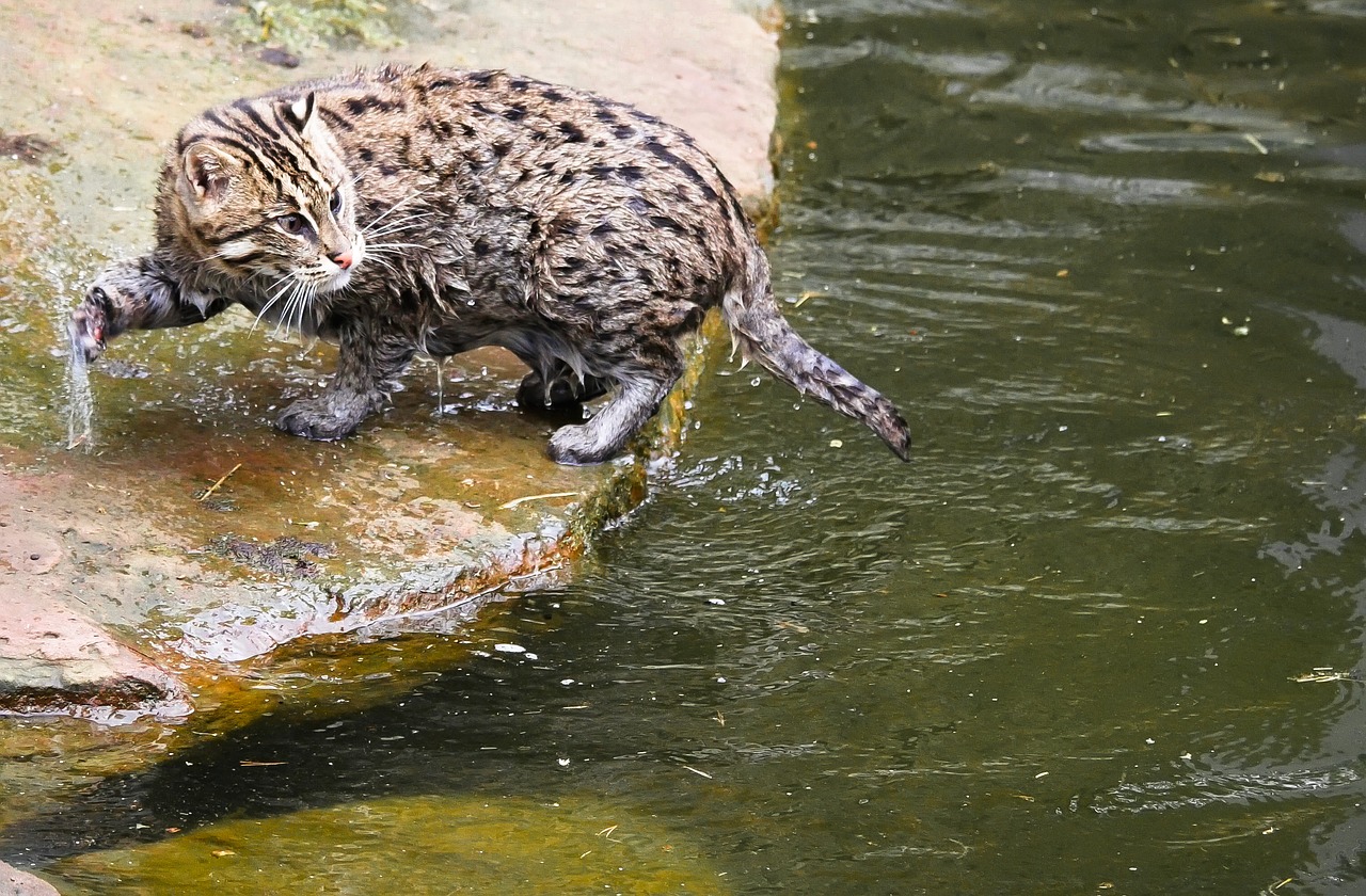 animal cat fishing cat free photo