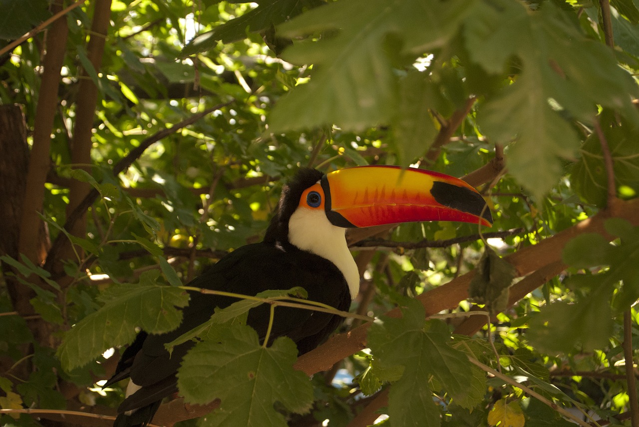 animal toucan nature free photo