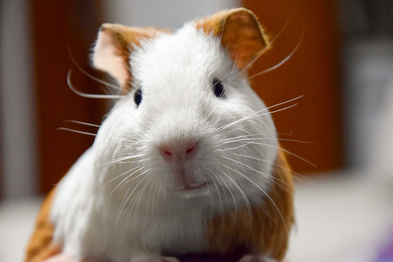 animal pets guinea pig free photo