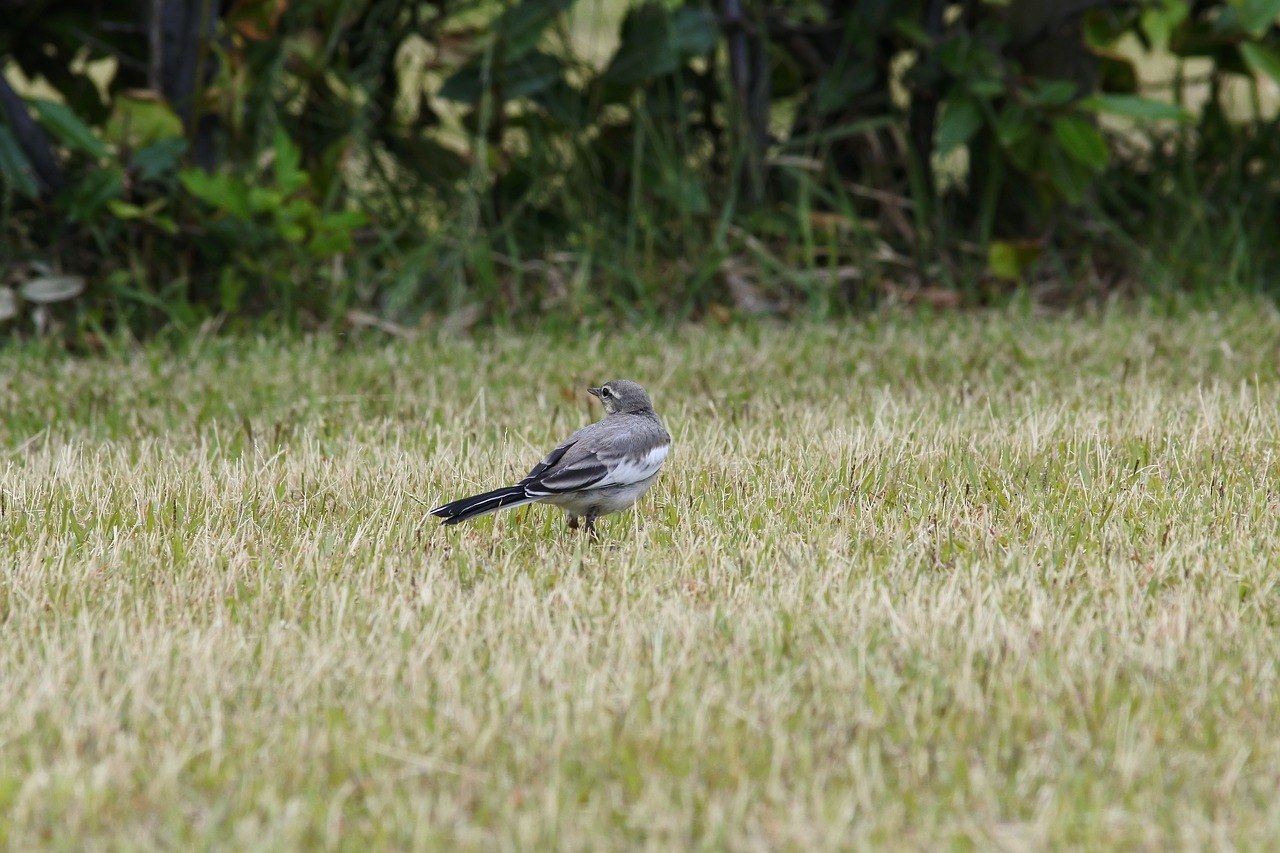 animal park grass free photo