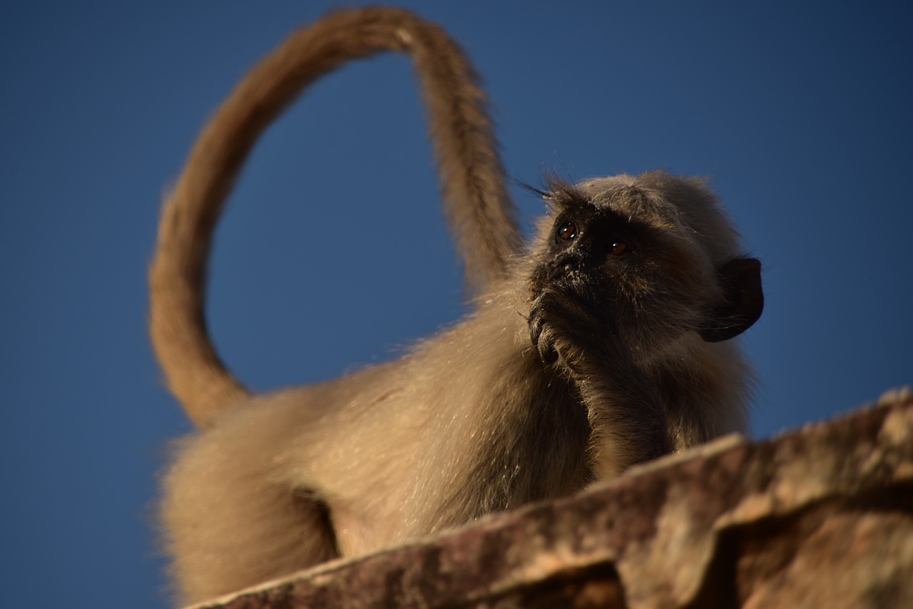 animal monkey india free photo