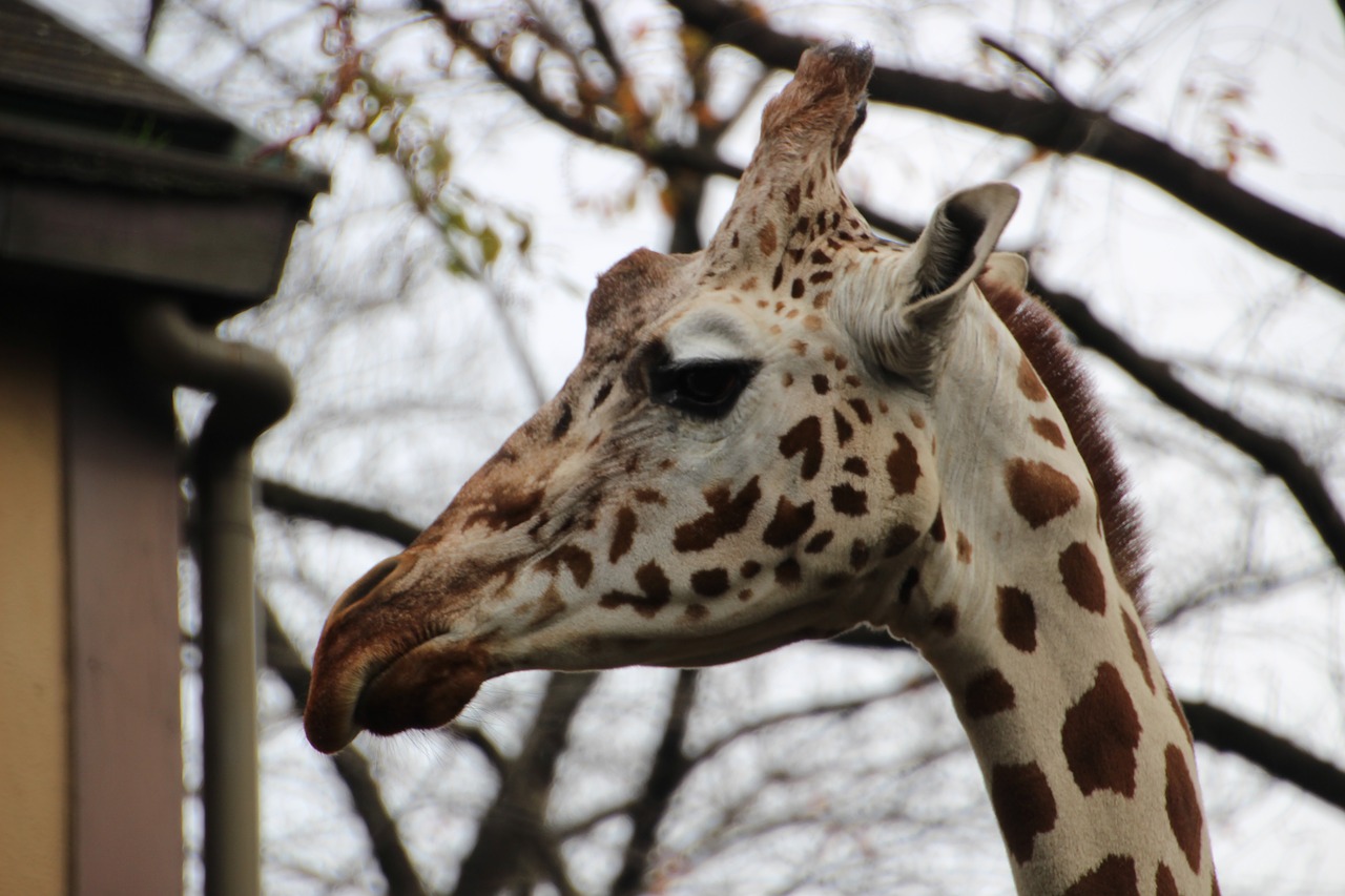 animal zoo giraffe free photo