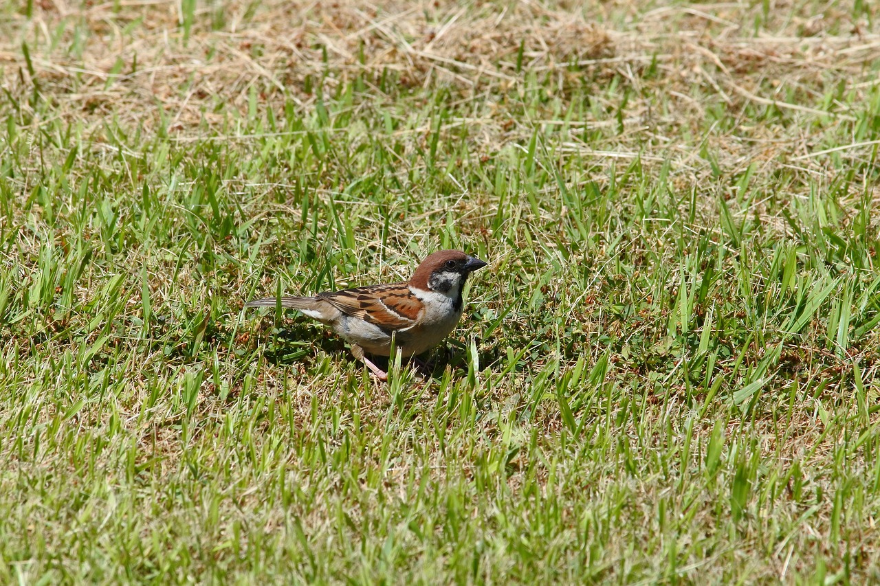 animal park grass free photo