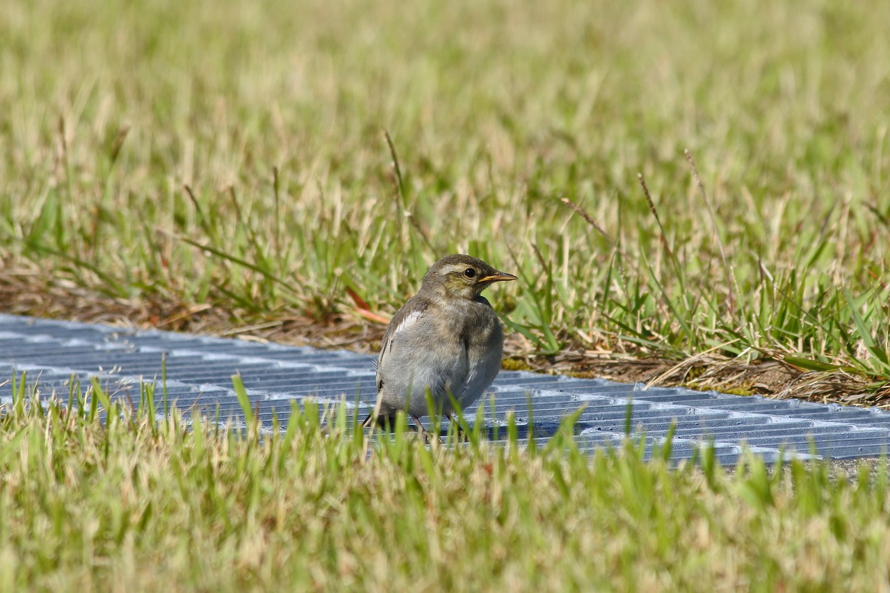 animal park grass free photo