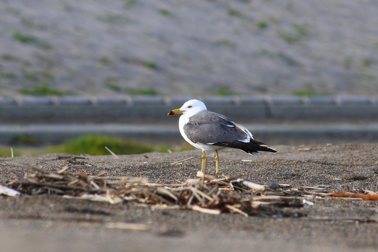 animal sea beach free photo