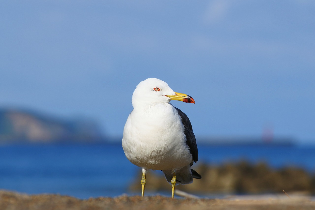 animal sea beach free photo