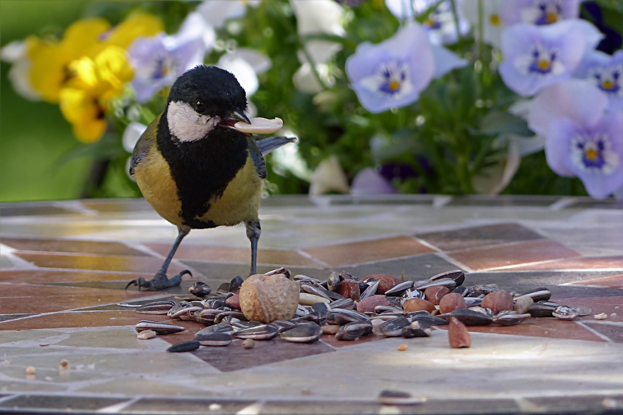 animal bird tit free photo