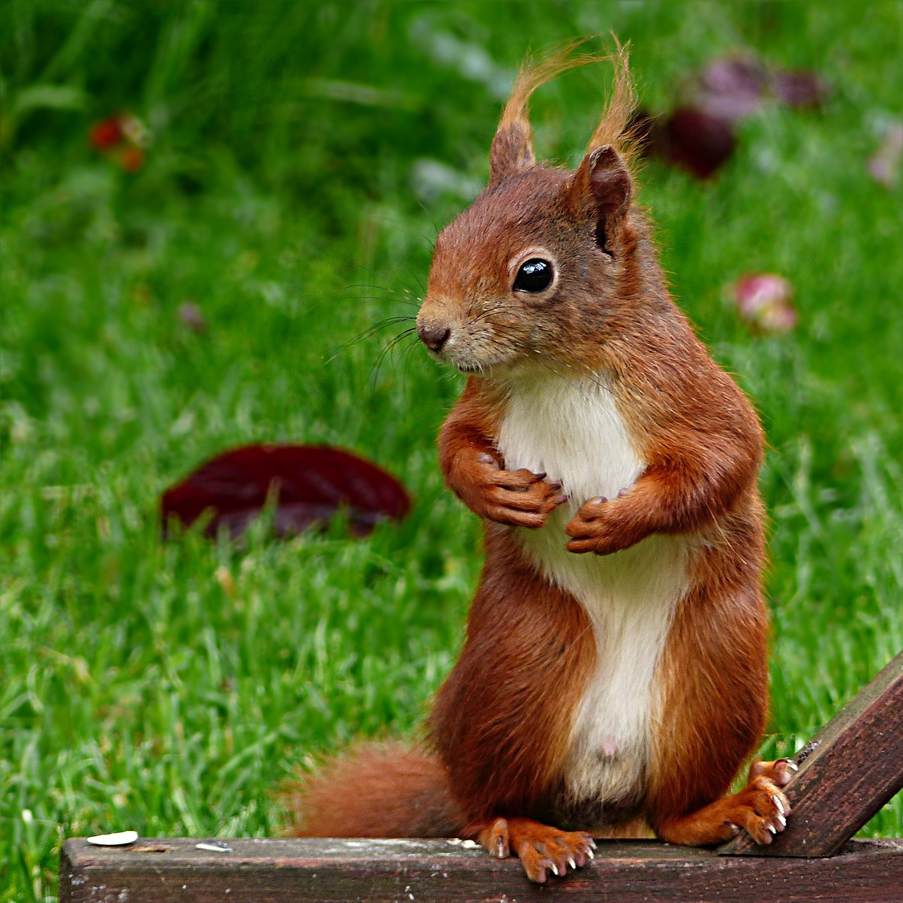 animal rodent squirrel free photo