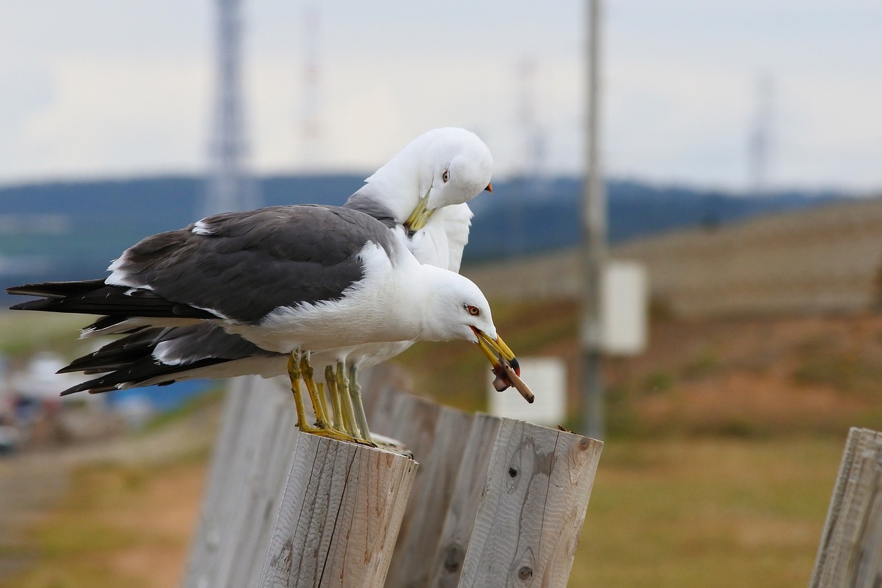 animal sea beach free photo