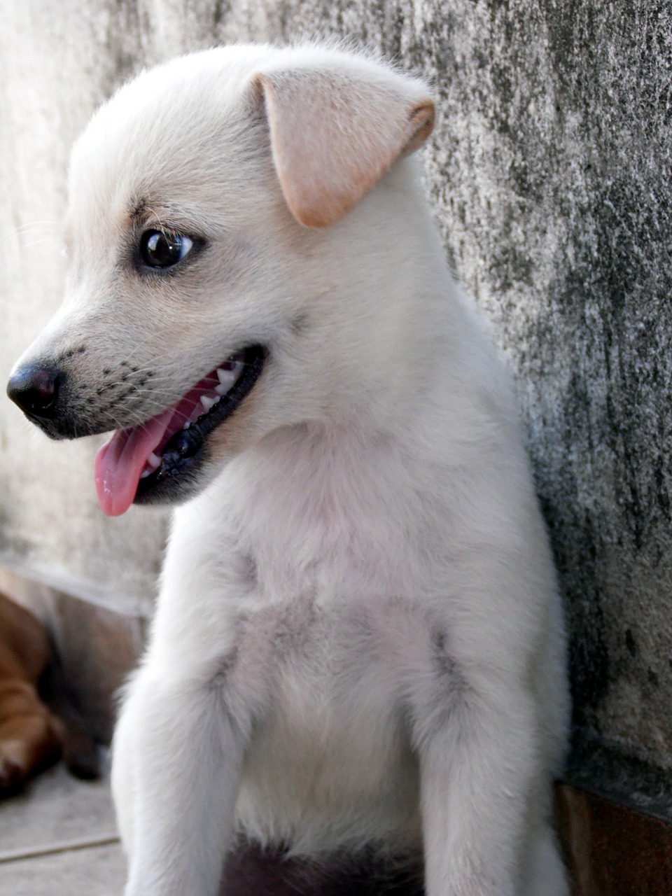 animal dog puppy free photo