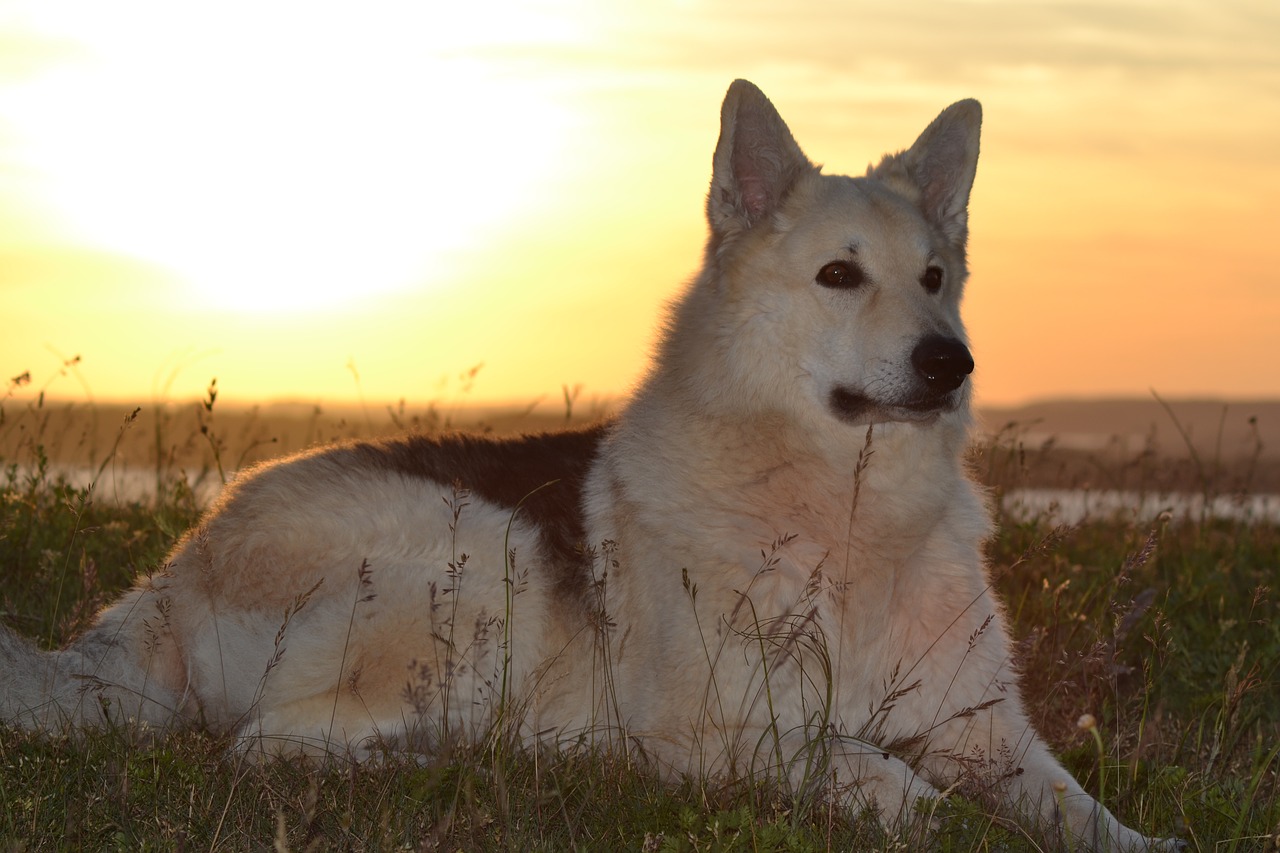 animal dog sled dog hybrid free photo