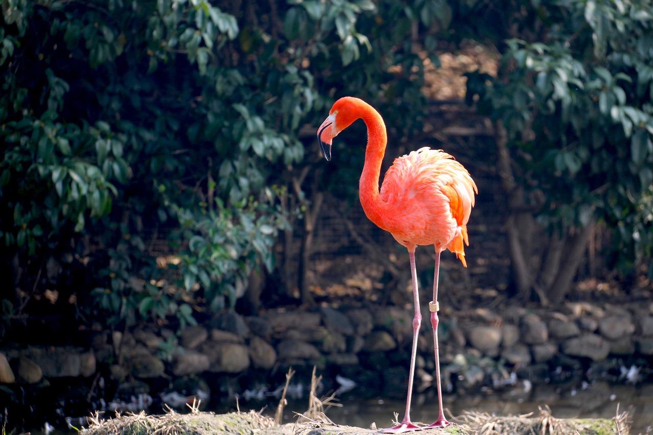 animal flamingo zoo free photo