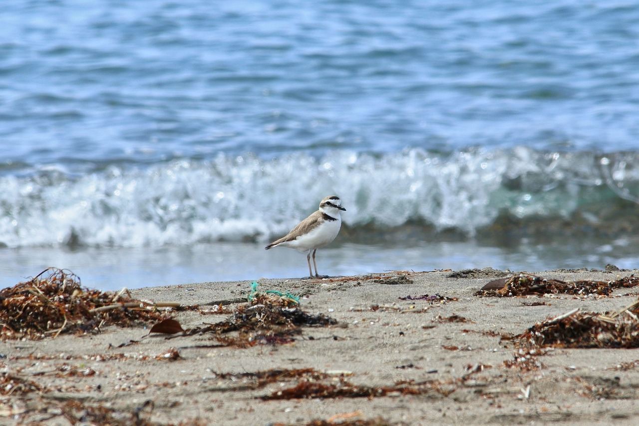 animal sea beach free photo