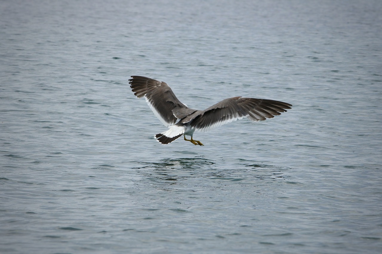 animal sea seabird free photo