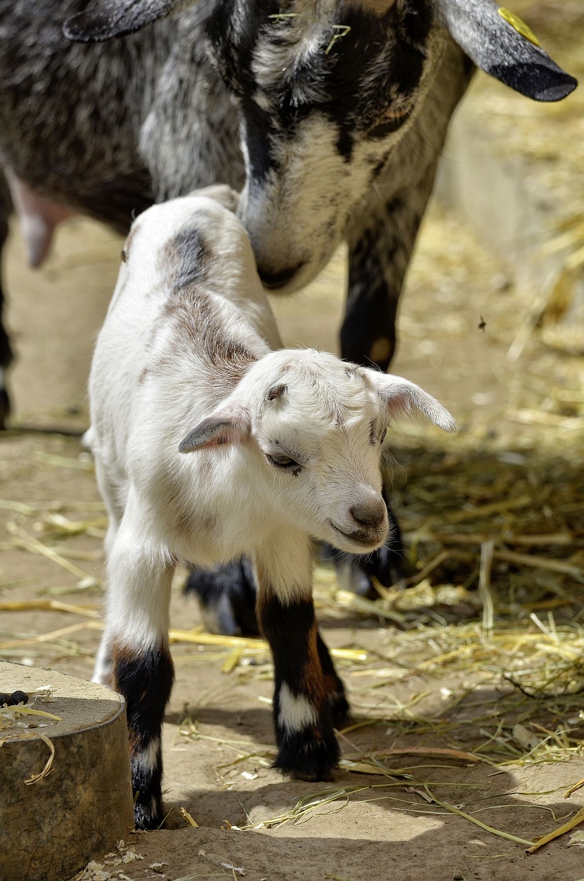 animal goat young animal free photo