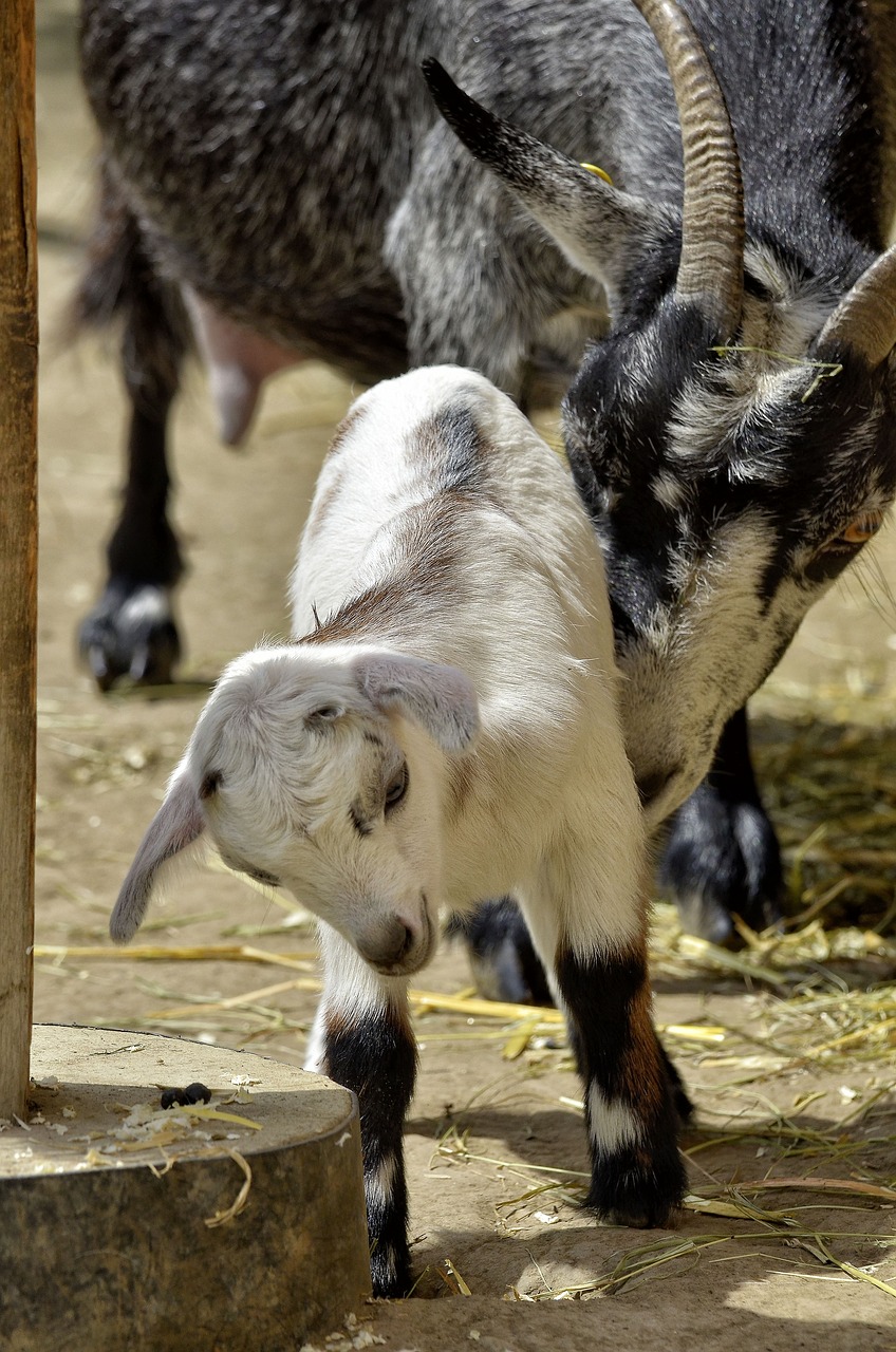 animal goat young animal free photo