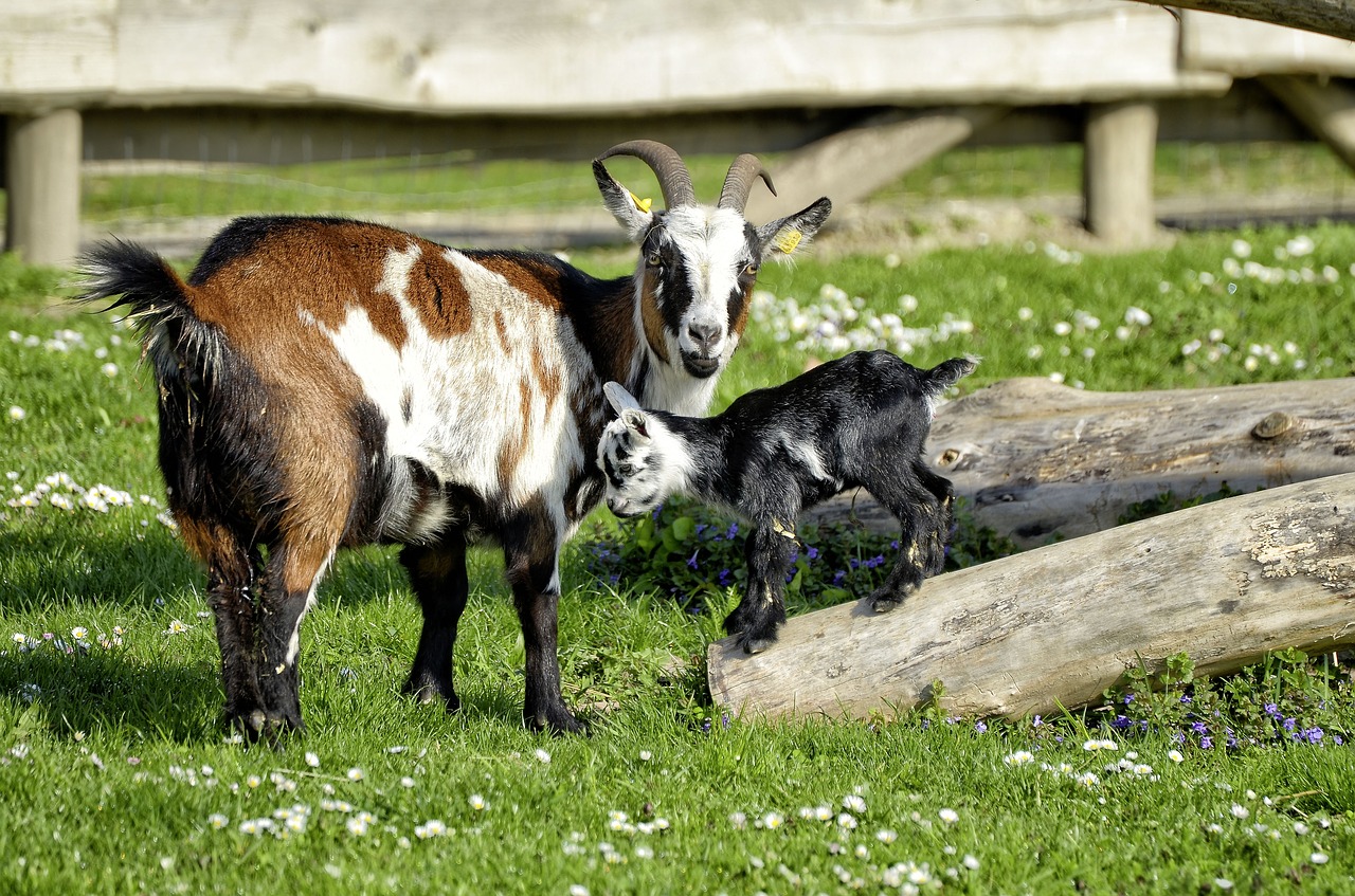 animal goat young animal free photo