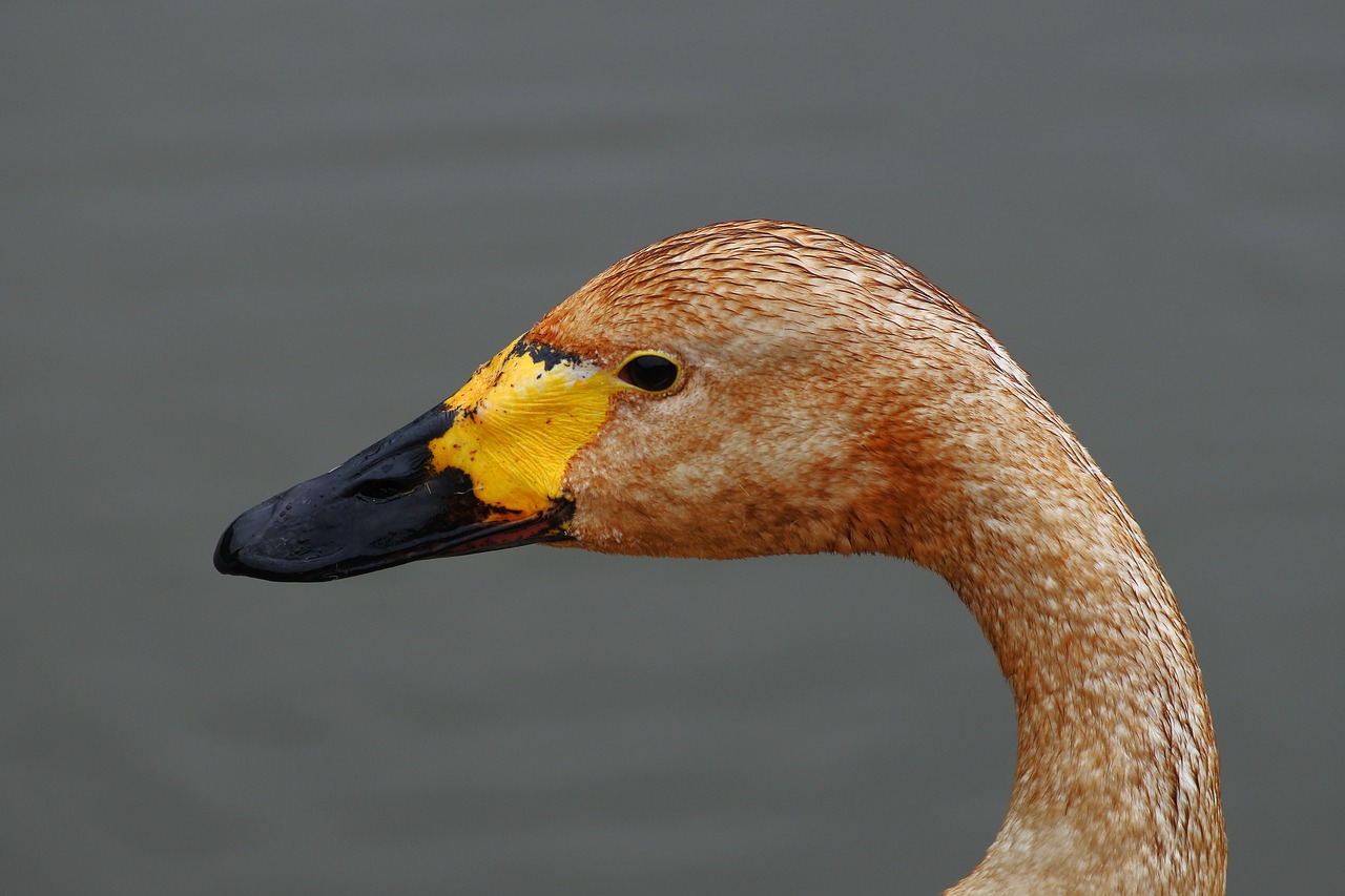 animal waterfowl swan free photo