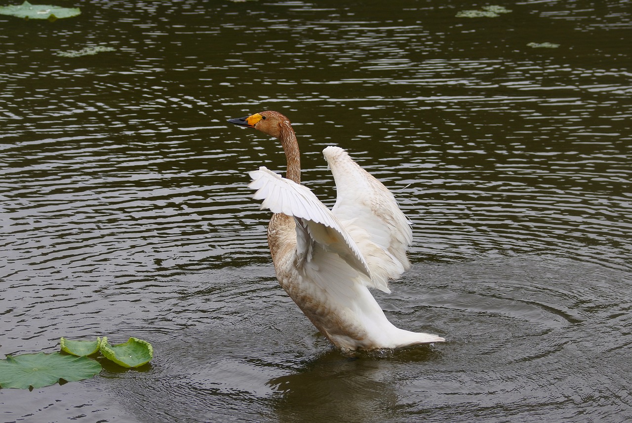 animal waterfowl swan free photo