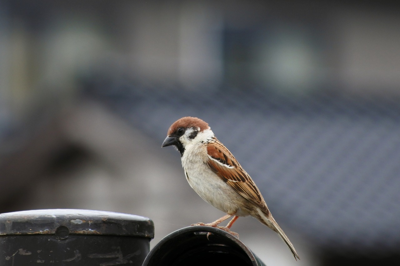 animal little bird sparrow free photo