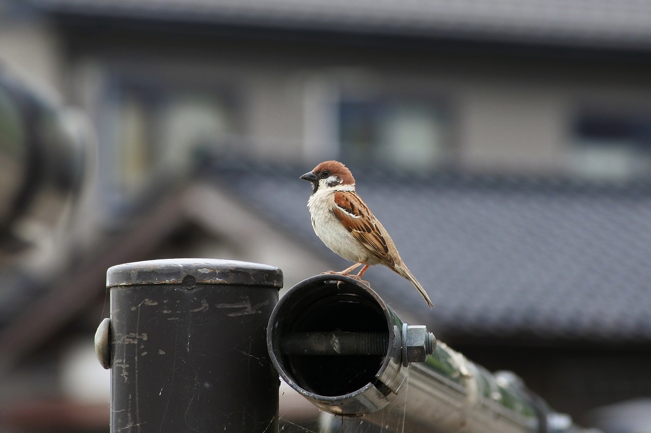 animal little bird sparrow free photo