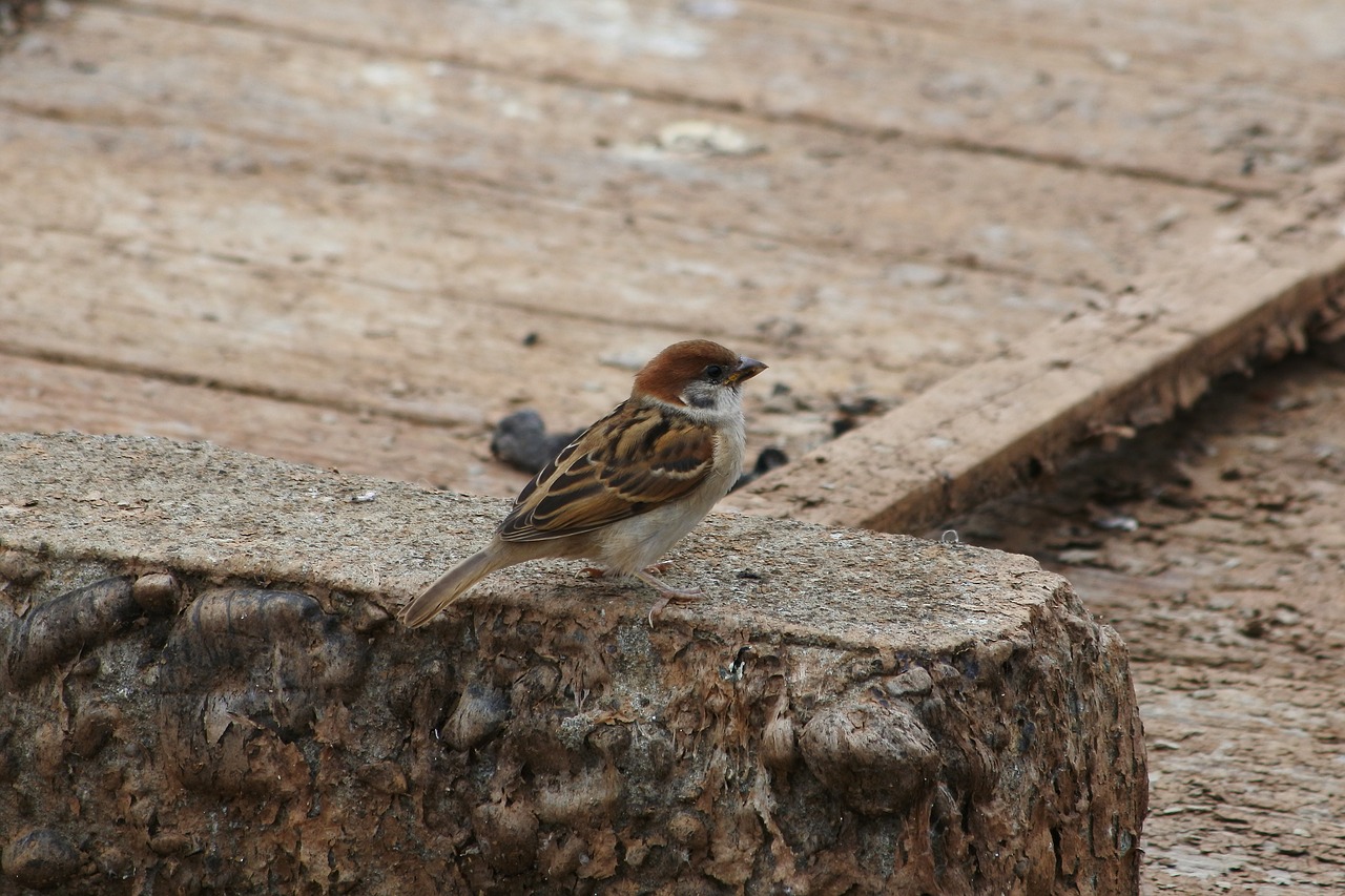 animal little bird sparrow free photo