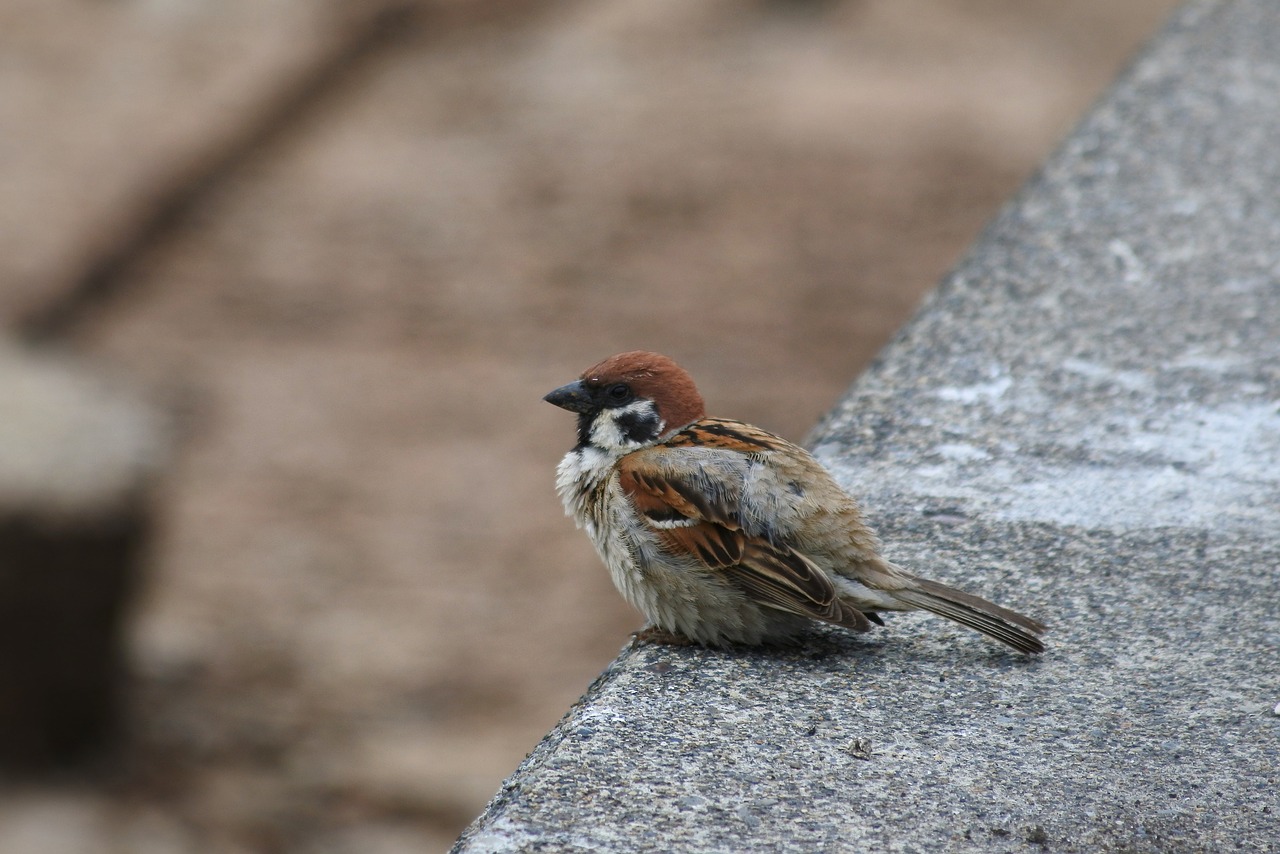 animal little bird sparrow free photo