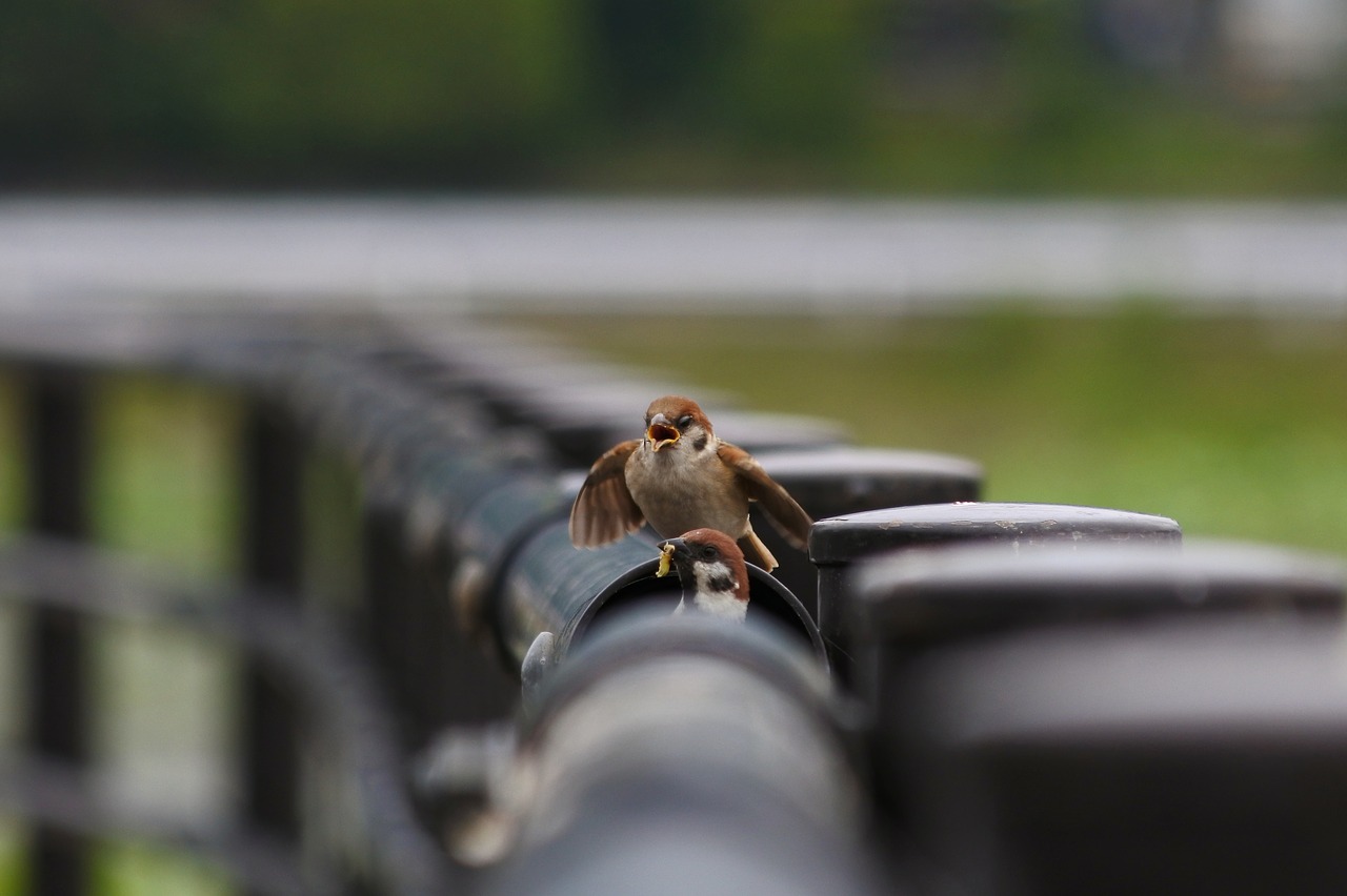 animal little bird sparrow free photo