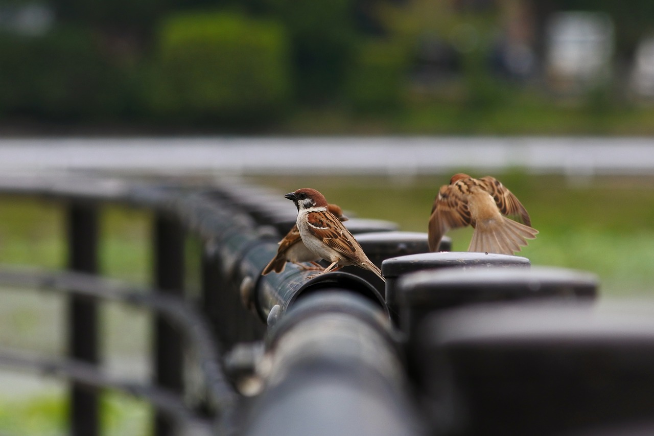 animal little bird sparrow free photo