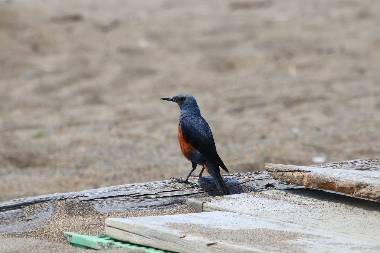 animal beach little bird free photo