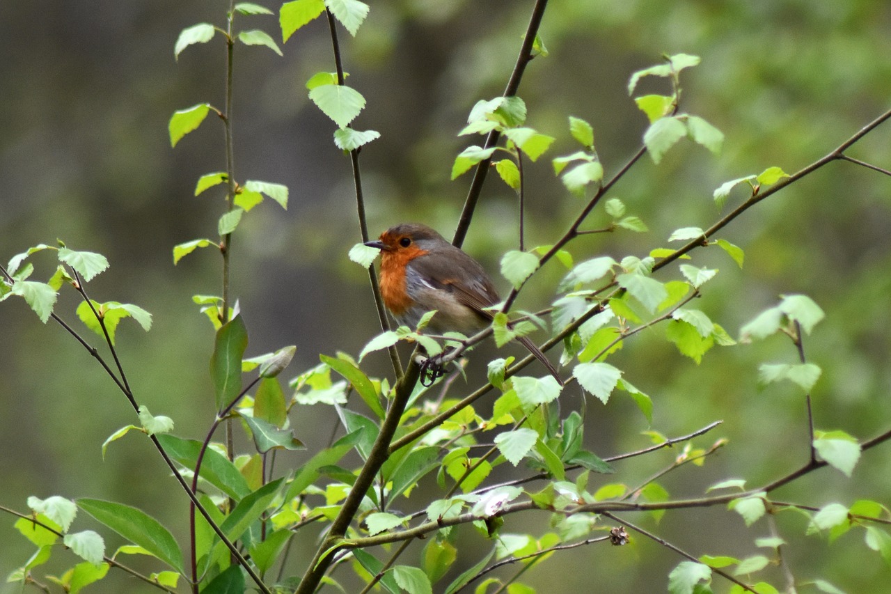 animal bird robin free photo